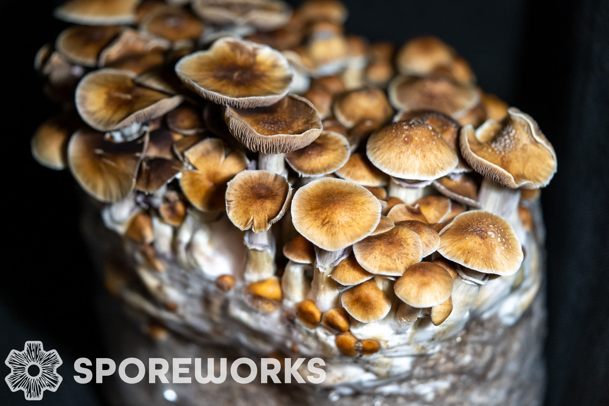 Sporeworks